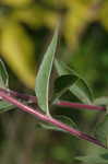 Narrowleaf evening-primrose